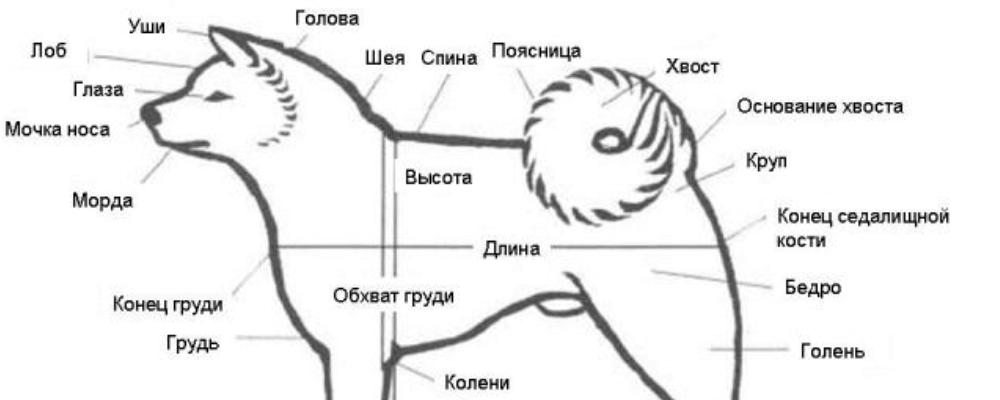 Экстерьер акита-ину на выставке