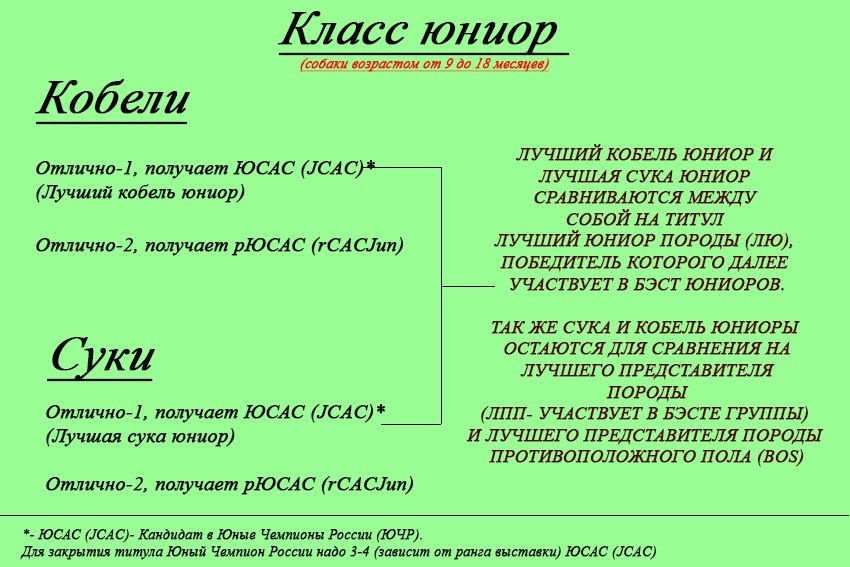 Акита-ину тутулы юниор