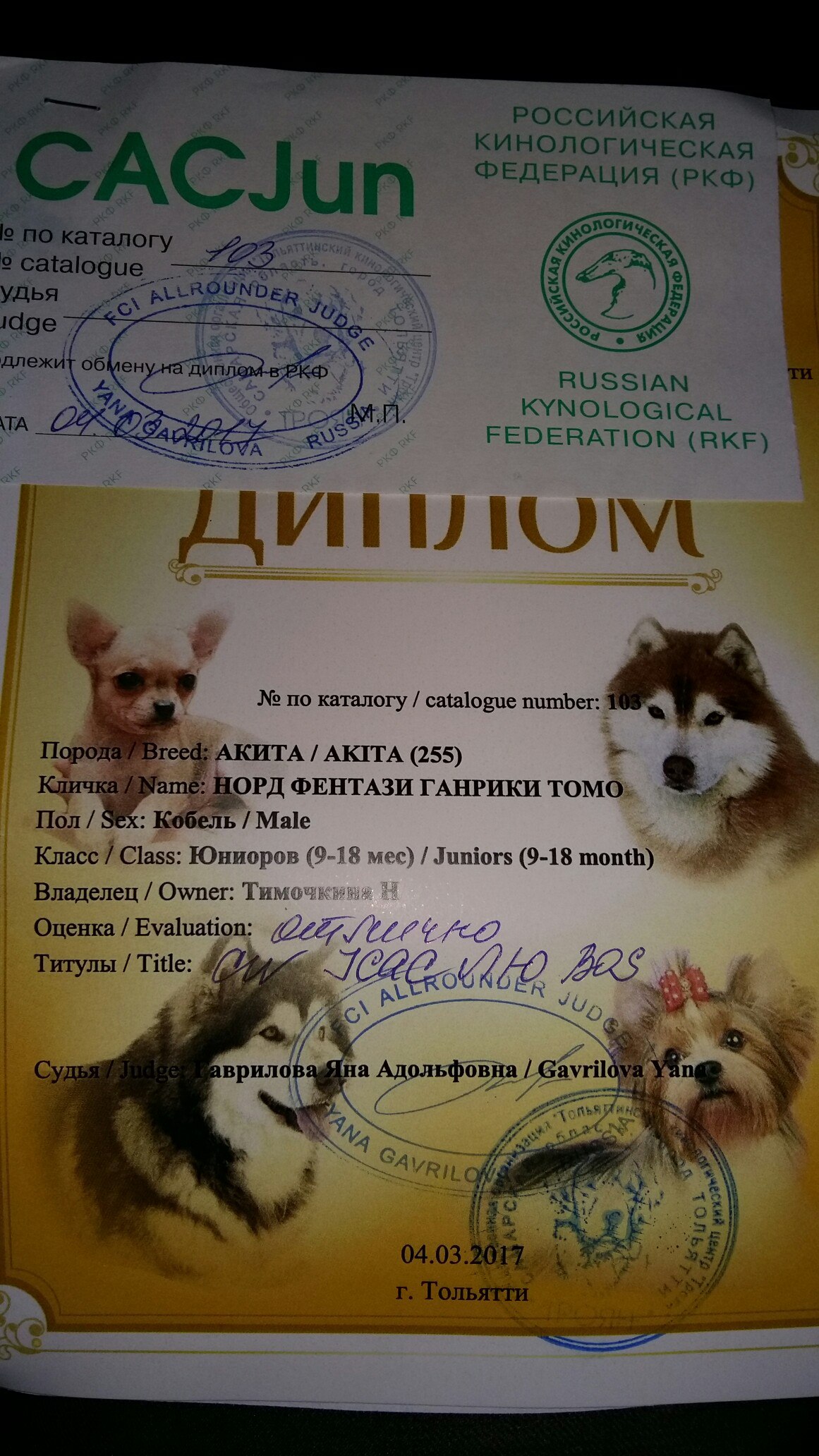 Победа кобеля акита-ину