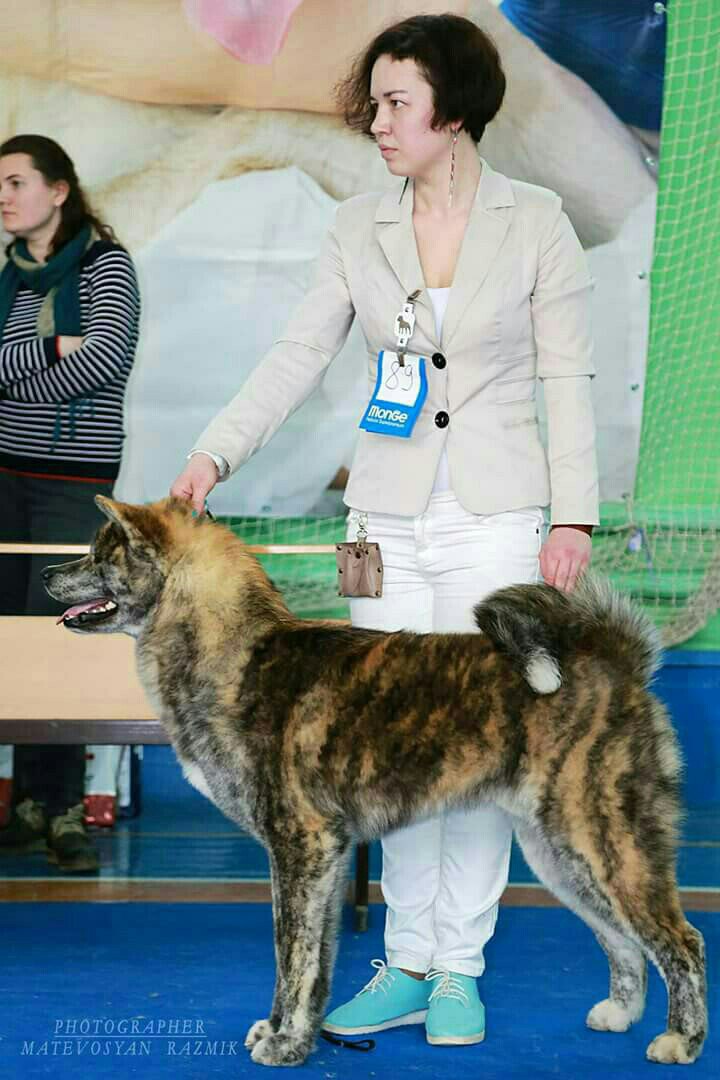 Nord Fentazi Genki на выставке